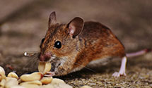 24 Hour & Emergency Exterminators in Virginia, WA
